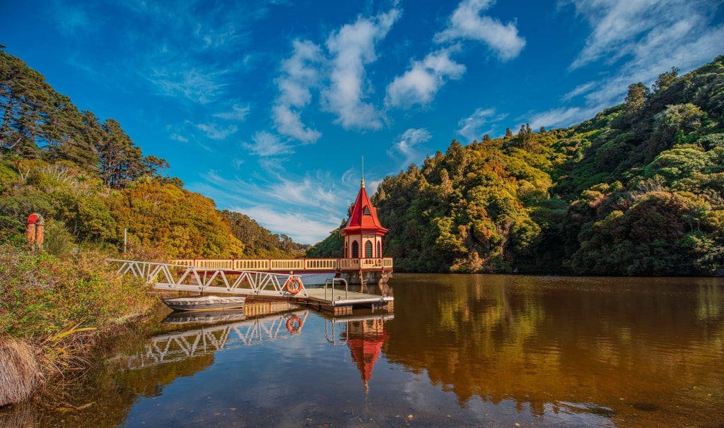 Lush nature reserve of Zealandia, New Zealand