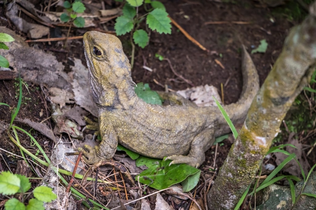 Tuatara spotted in Zealandia Sanctuary