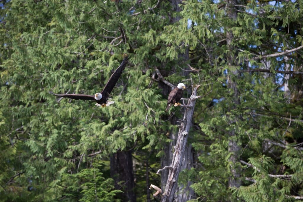 Bald eagles on a tree in Denali