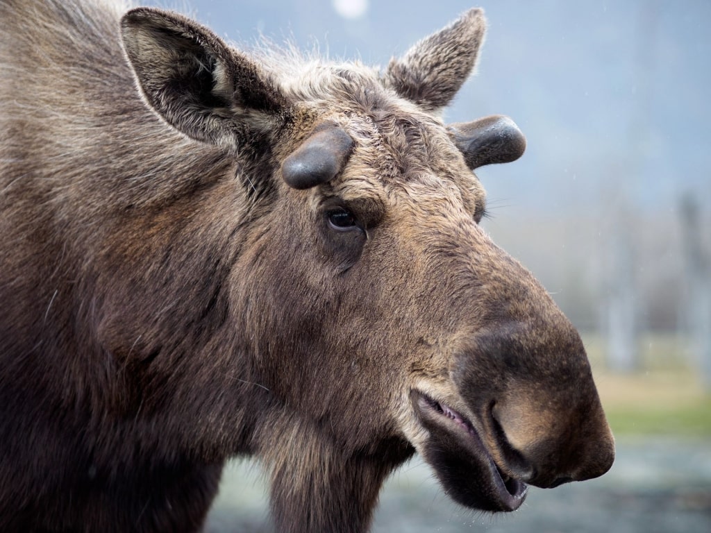 Moose in Denali National Park