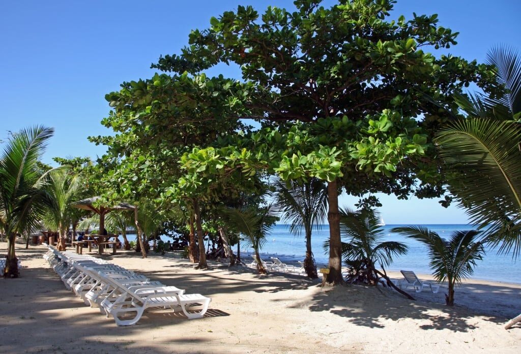 Trees lined up on Tabyana Beach in Roatán, Honduras