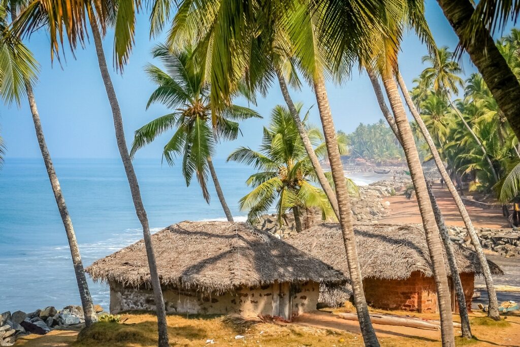 Coconut trees with huts in Goa