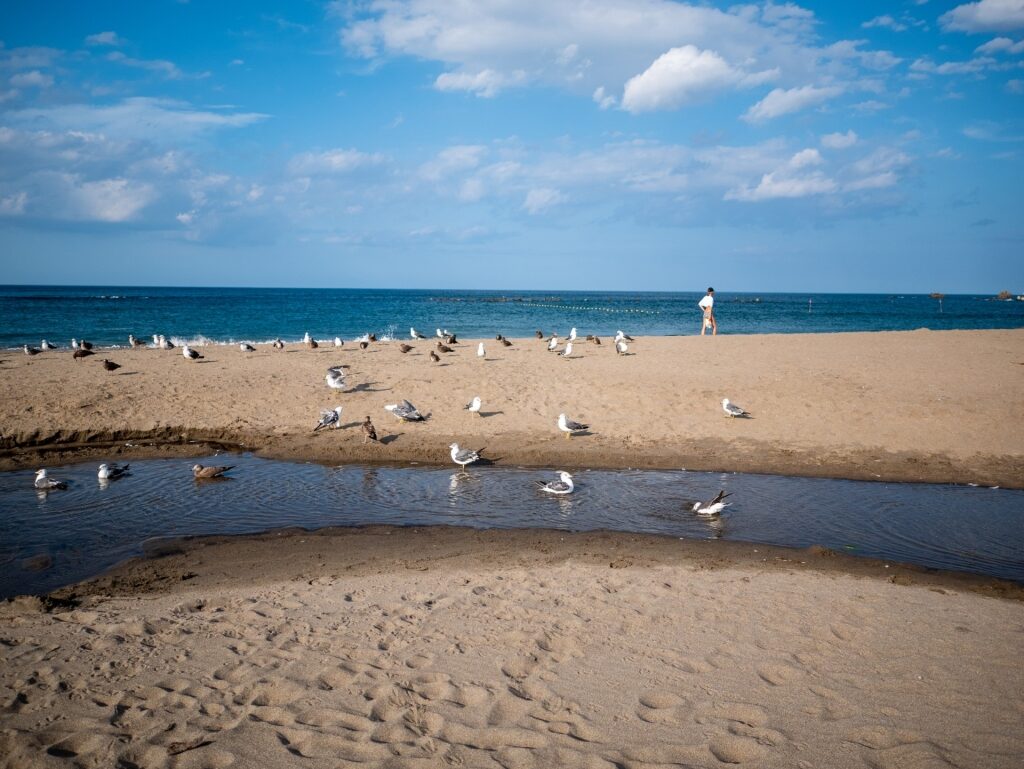 Black tailed gulls on Tanesashi Coast, Aomori