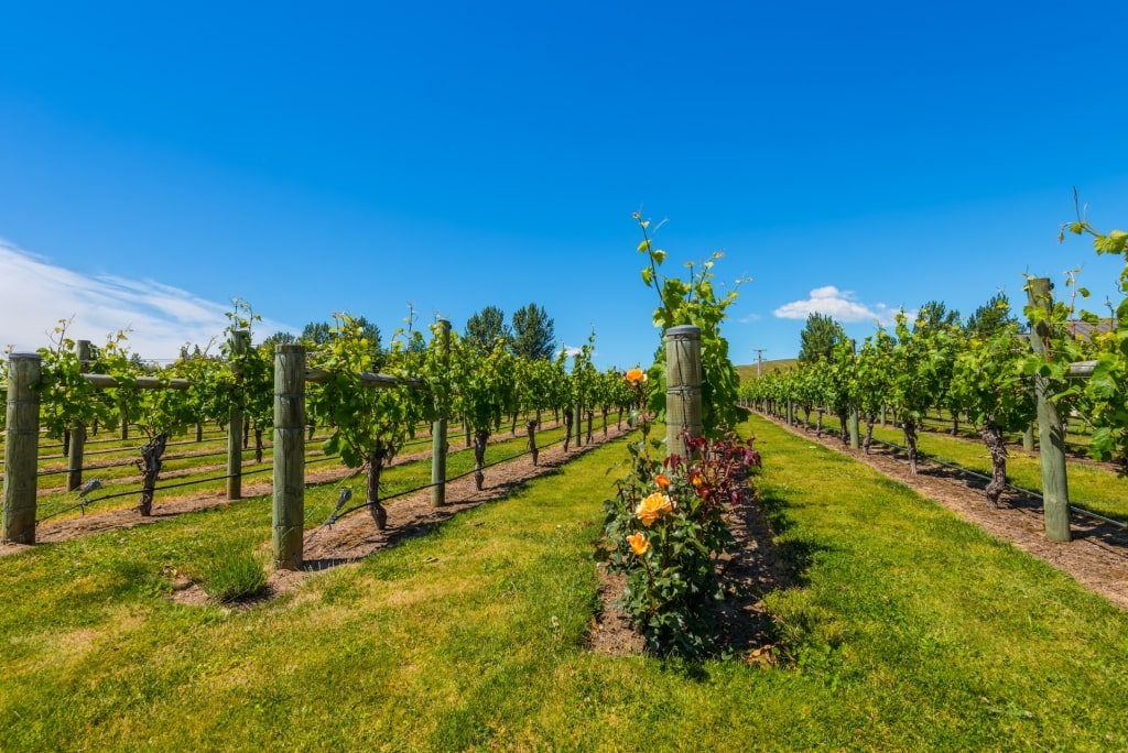 Vineyard in Hawke’s Bay wine region, Napier