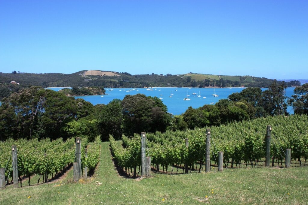 Vineyard in Waiheke Island, Auckland