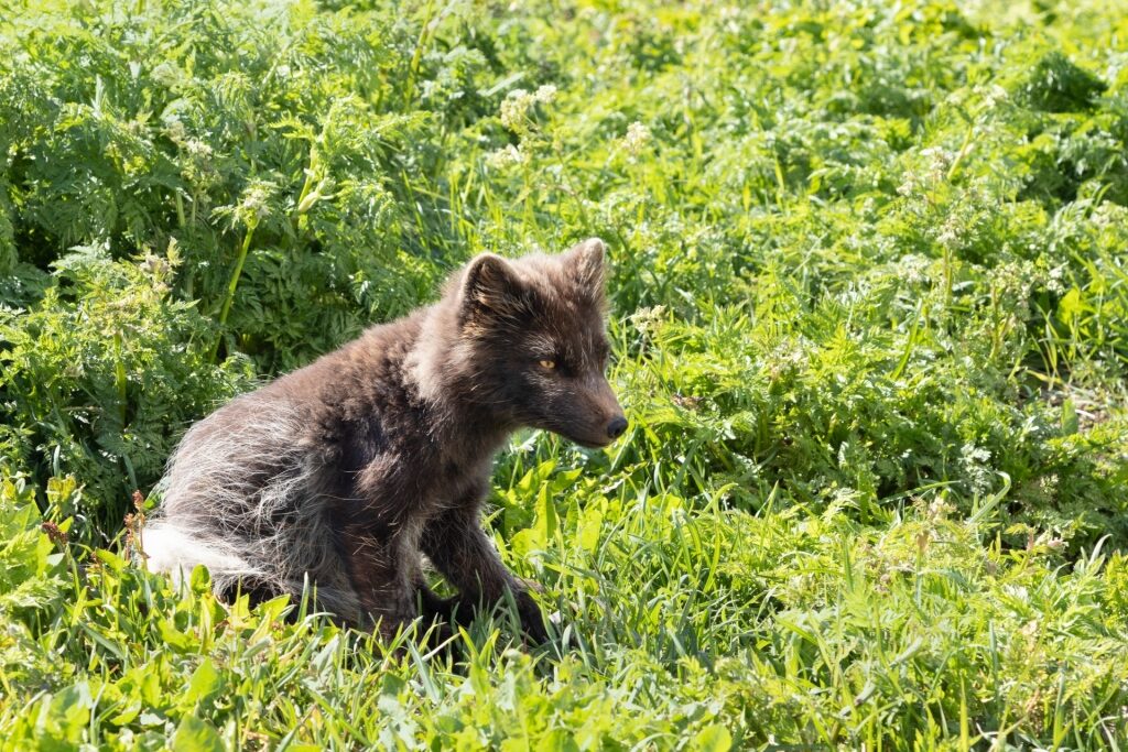 Arctic fox spotted in Hornstrandir Nature Preserve