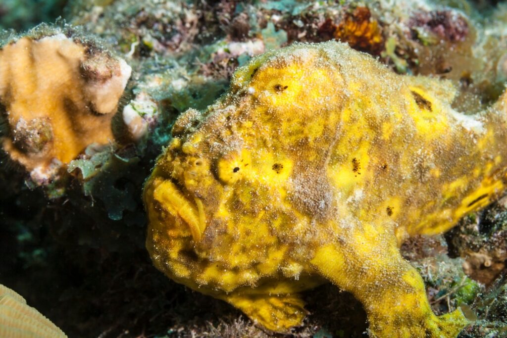 Yellow frogfish swimming 