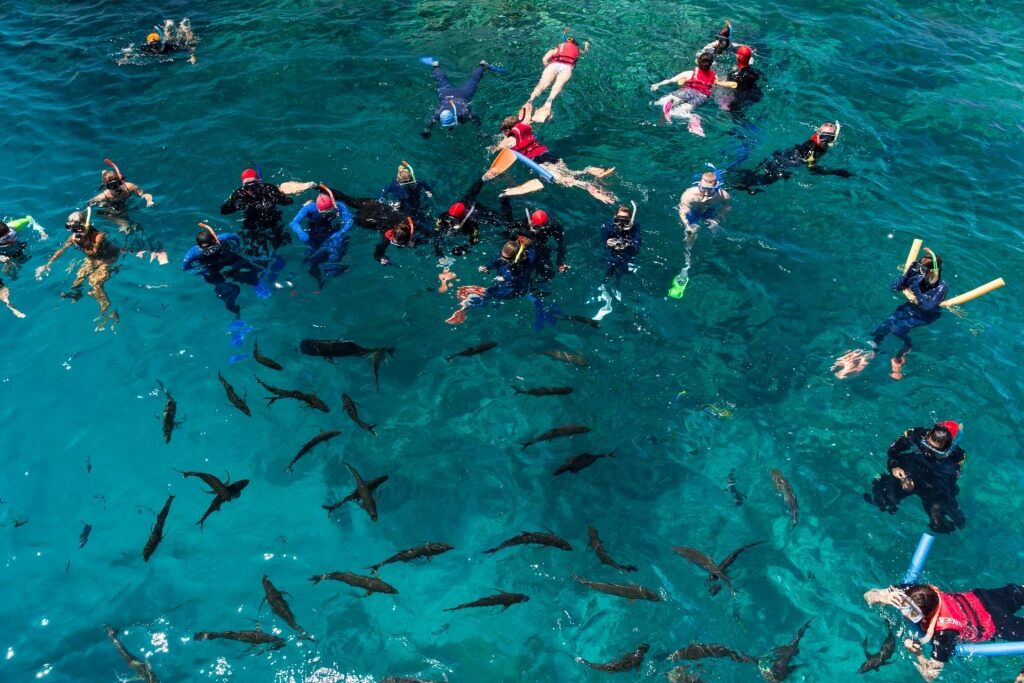 People swimming with fishes in the Great Barrier Reef, Australia
