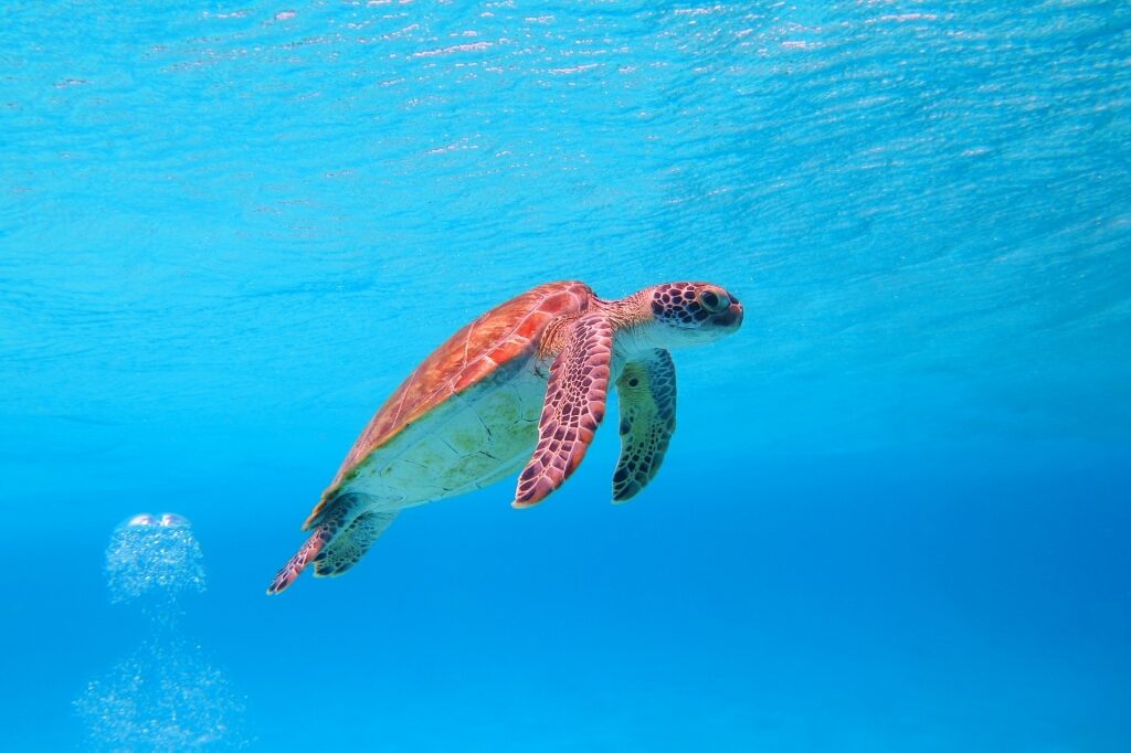 Sea turtle swimming in clear water