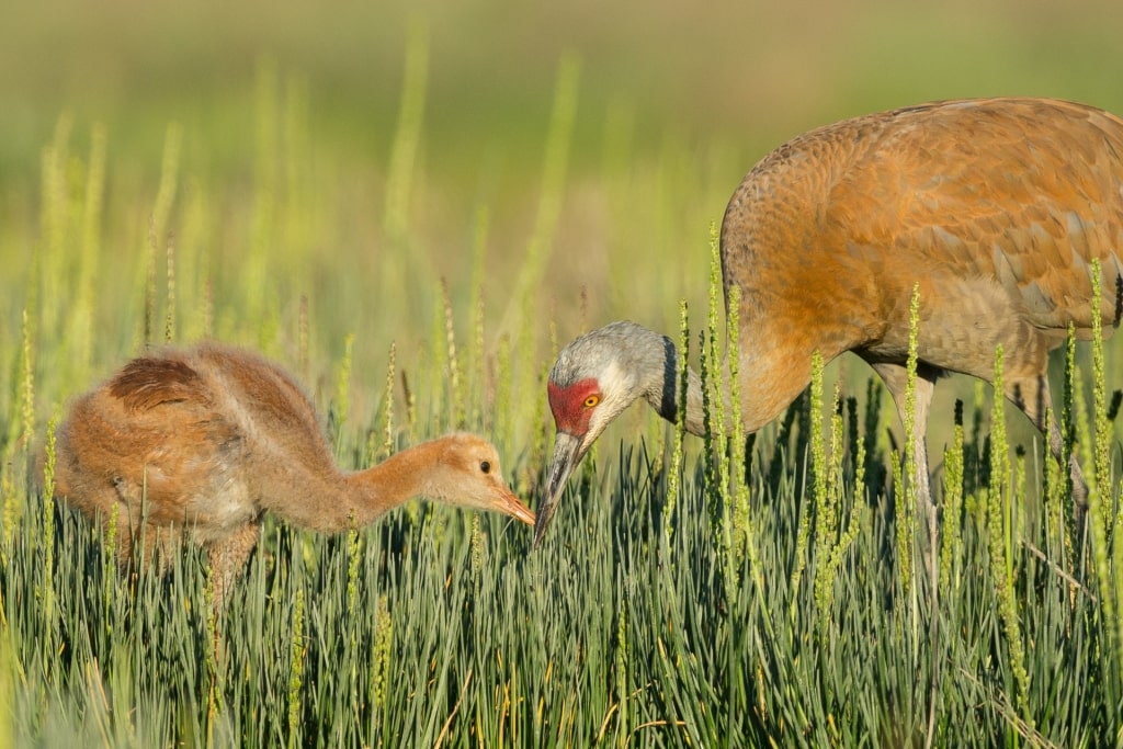 Birds spotted in Alaska Islands & Ocean Visitor Center