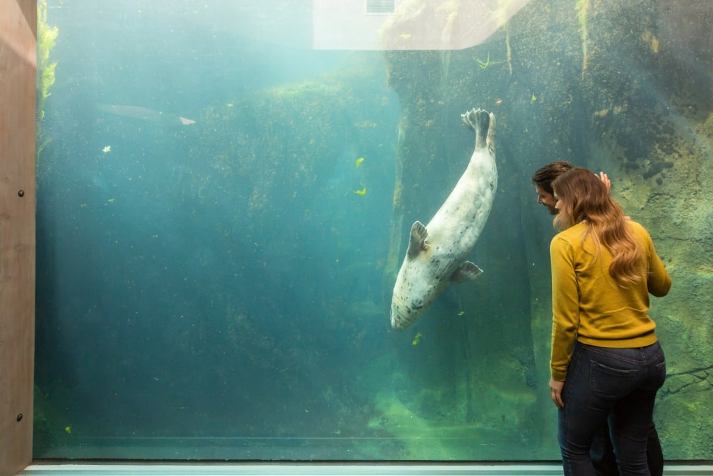 Couple exploring the Alaska Sealife Center