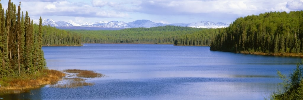 Lush view of Talkeetna Lakes Park landscape