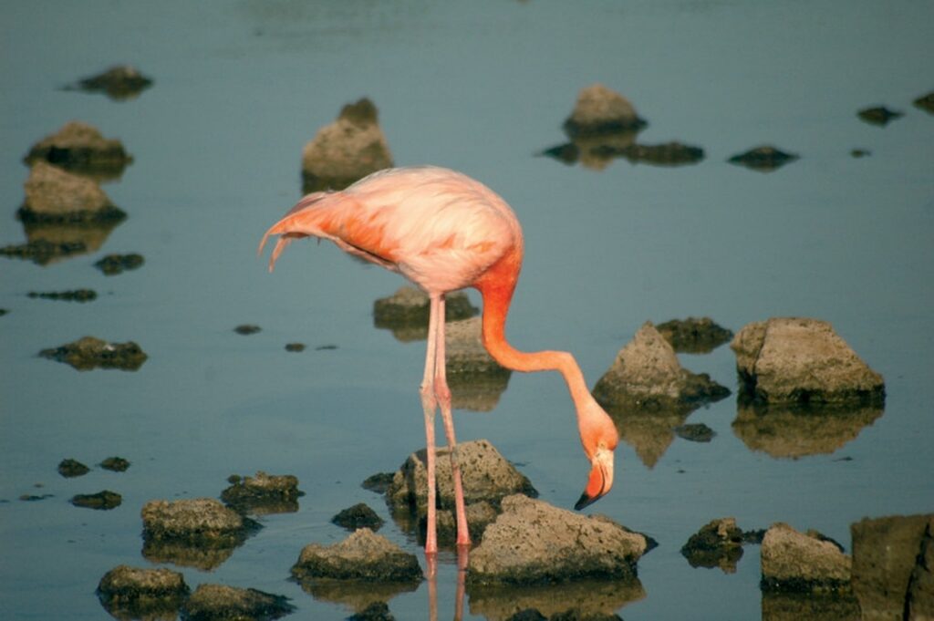 Flamingo in a saltwater lagoon in the Galapagos