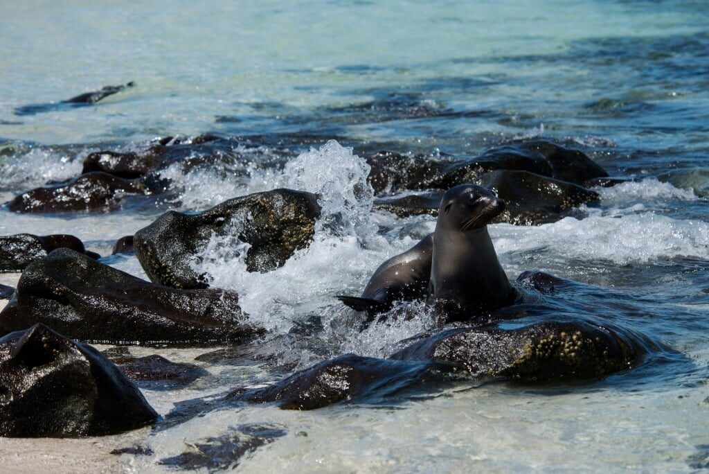 Sea lions swimming in Mosquera Islet, near Baltra