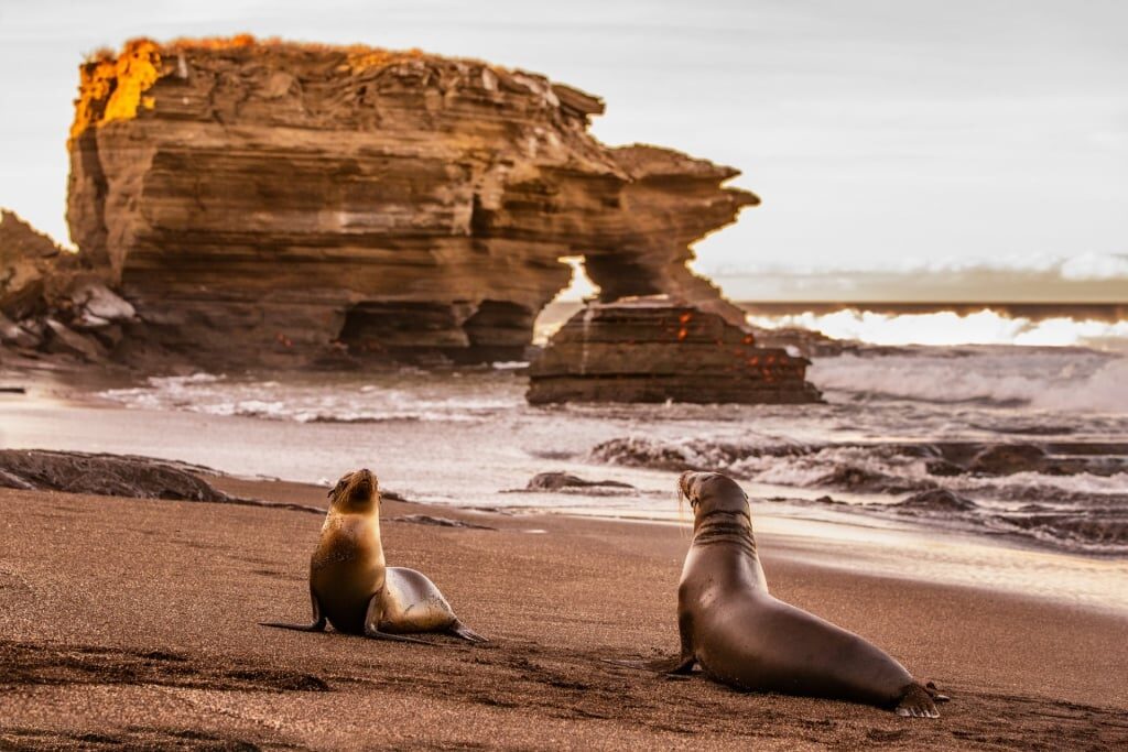 Fur seals resting at the beach