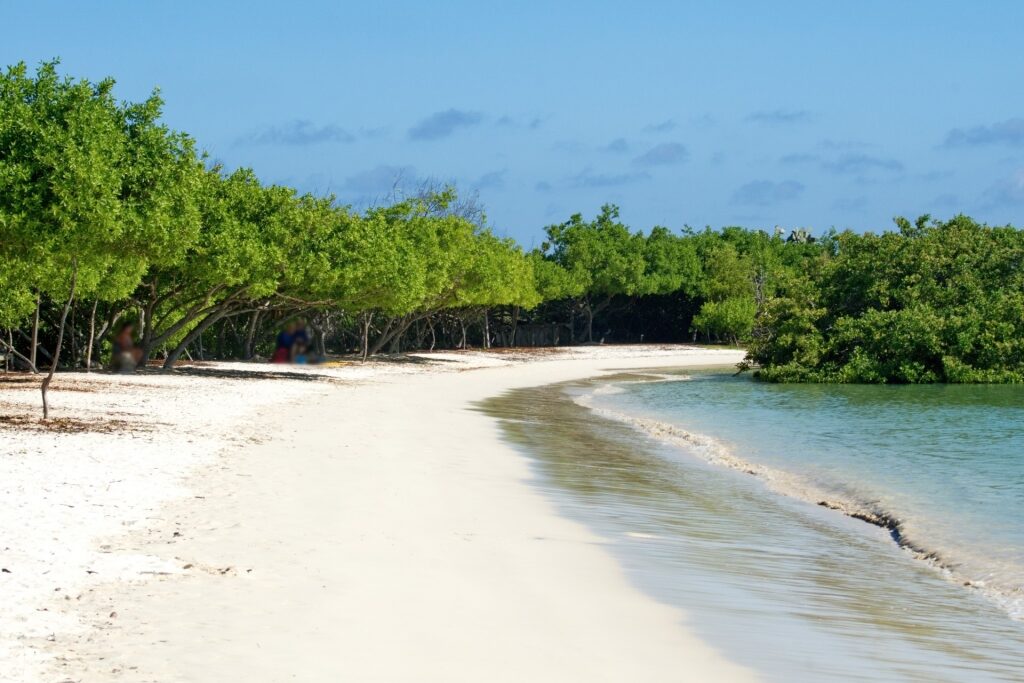 White sands of Tortuga Bay, Santa Cruz Island