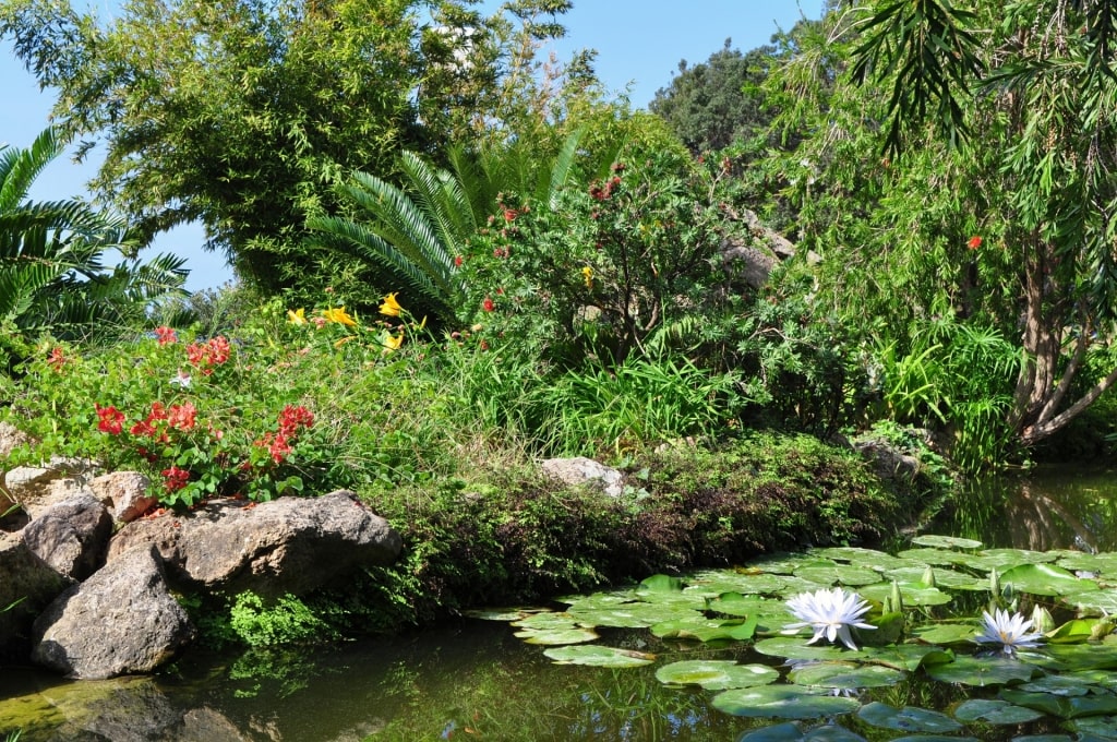 Pond within La Mortella, Ischia Island