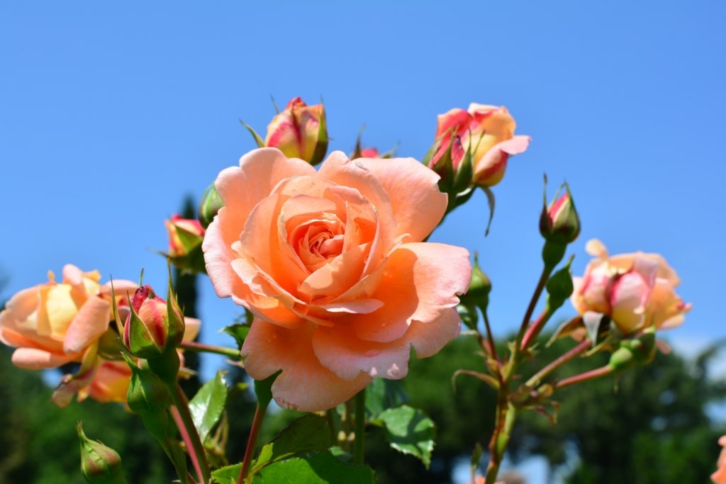 Rose plant blooming at a garden in Rome