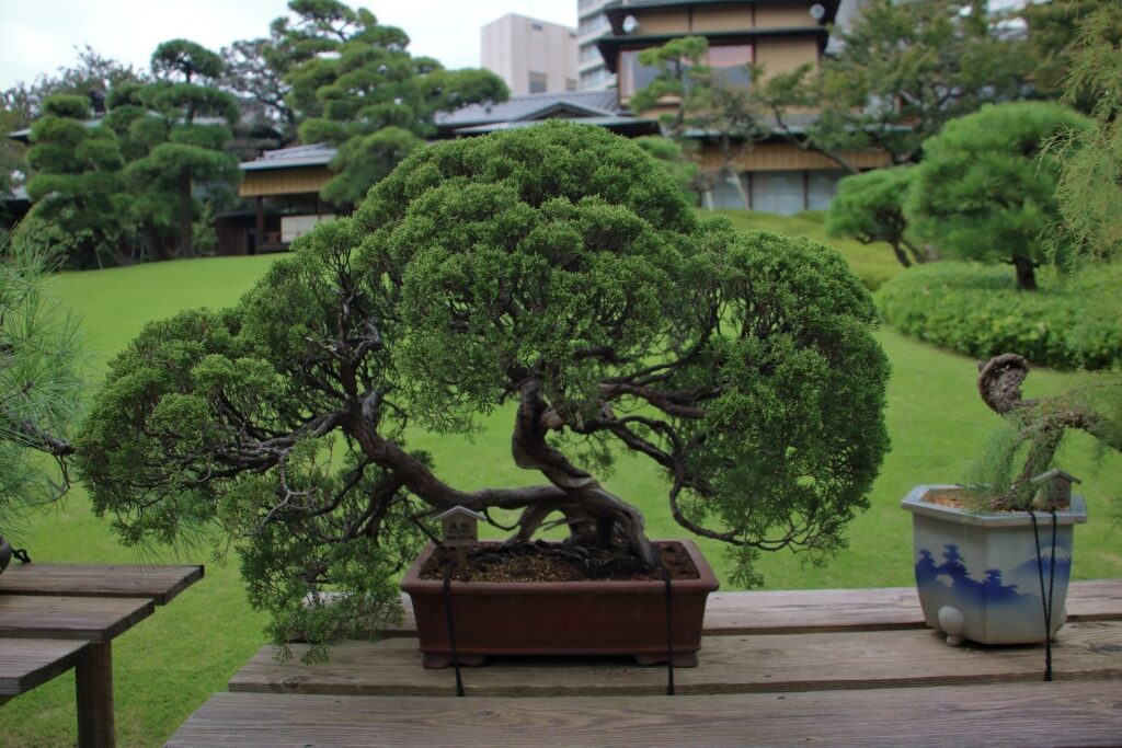Bonsai tree in Happo-en Garden