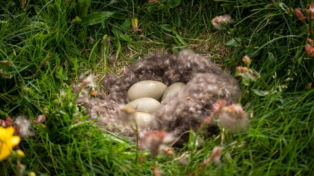 Eider duck eggs in Iceland