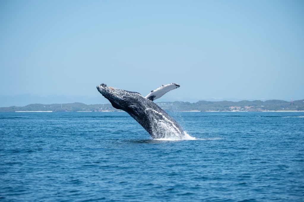 Humpback whale breaching in Iceland