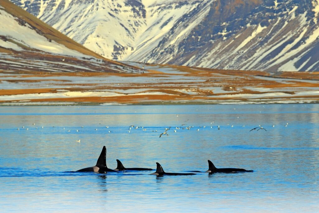Orcas swimming in Iceland