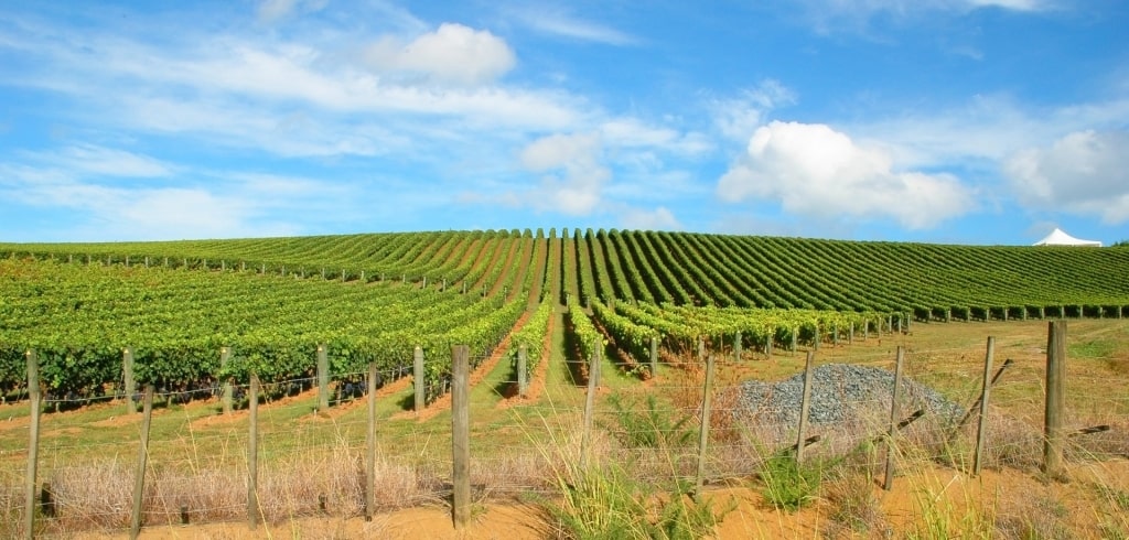 Vineyard in Matakana, Auckland