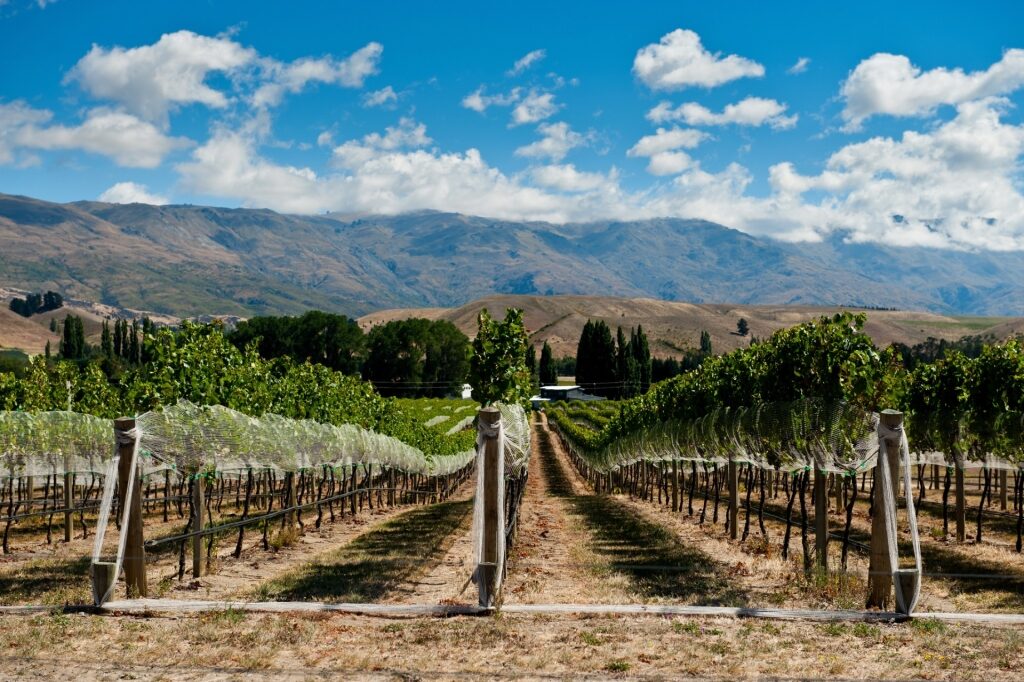 Lush landscape of Central Otago