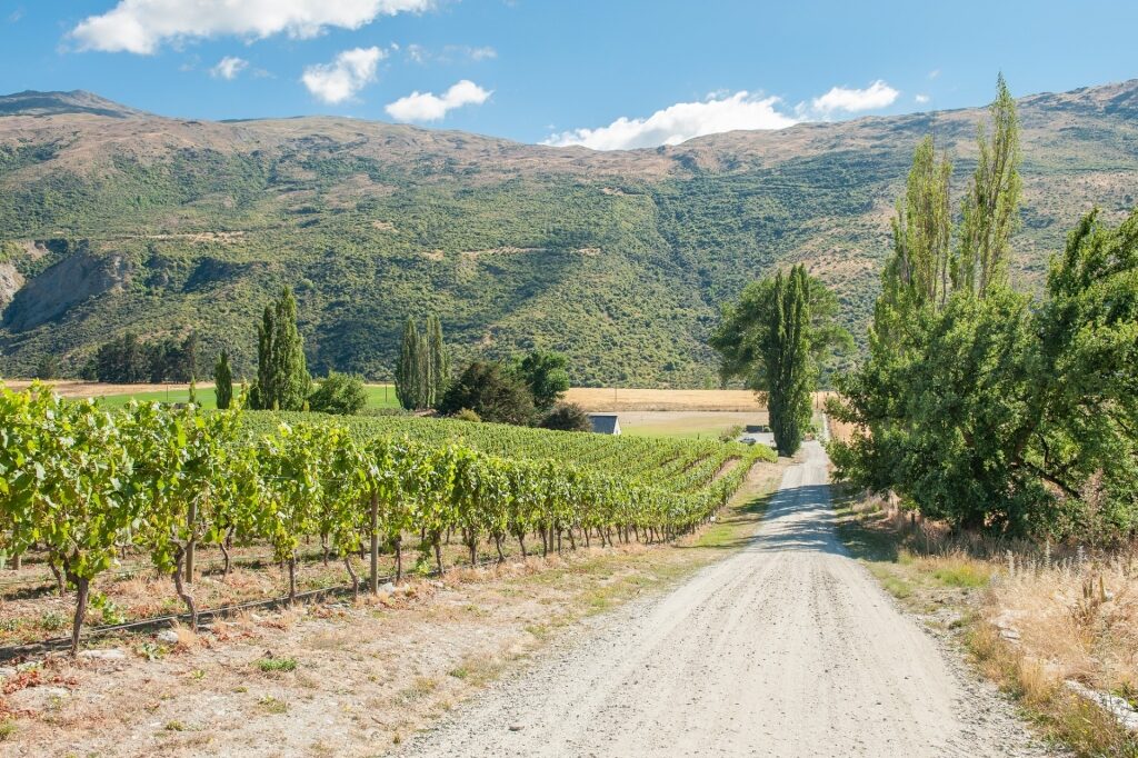 Vineyard in Central Otago