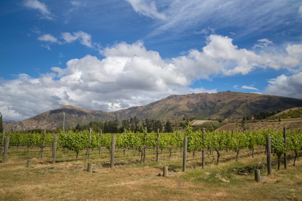 Winery in Central Otago