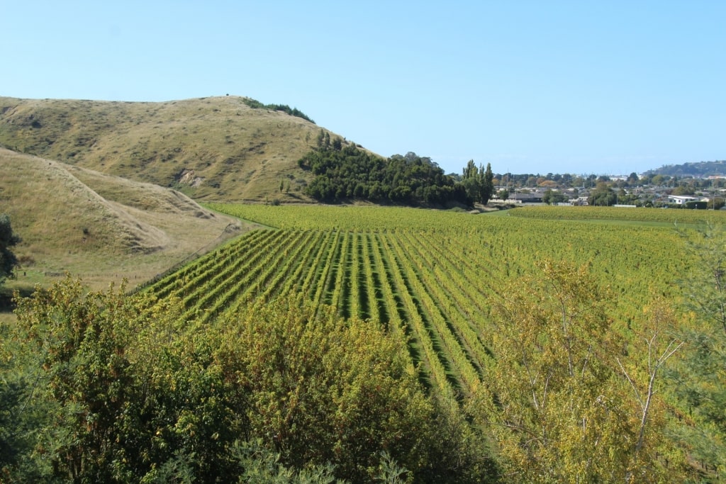 Lush landscape of Mission Estate winery, Hawke’s Bay