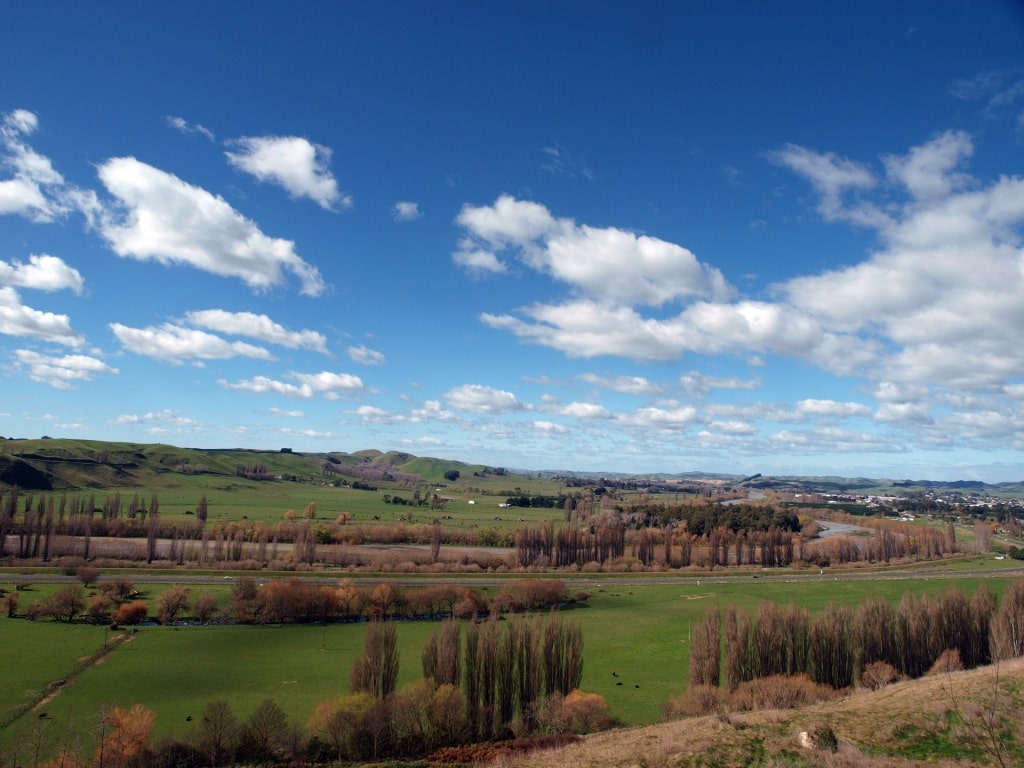 Vineyard in Hawke’s Bay