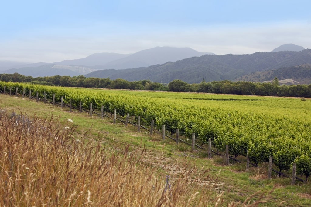 New Zealand wine regions - Marlborough