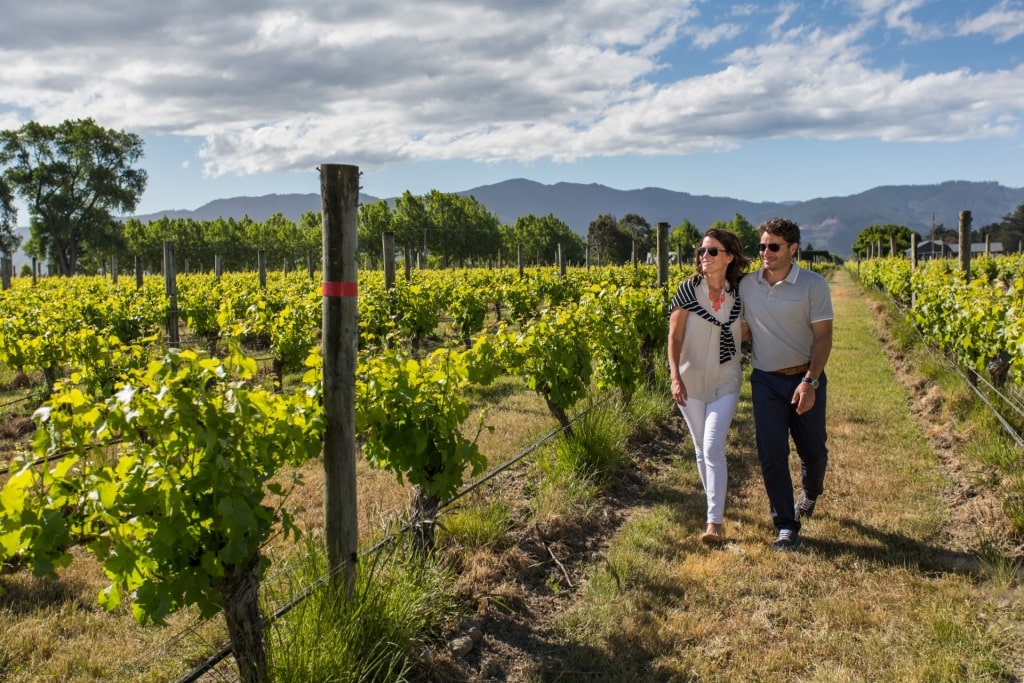 Marlborough cellar door, New Zealand Wine