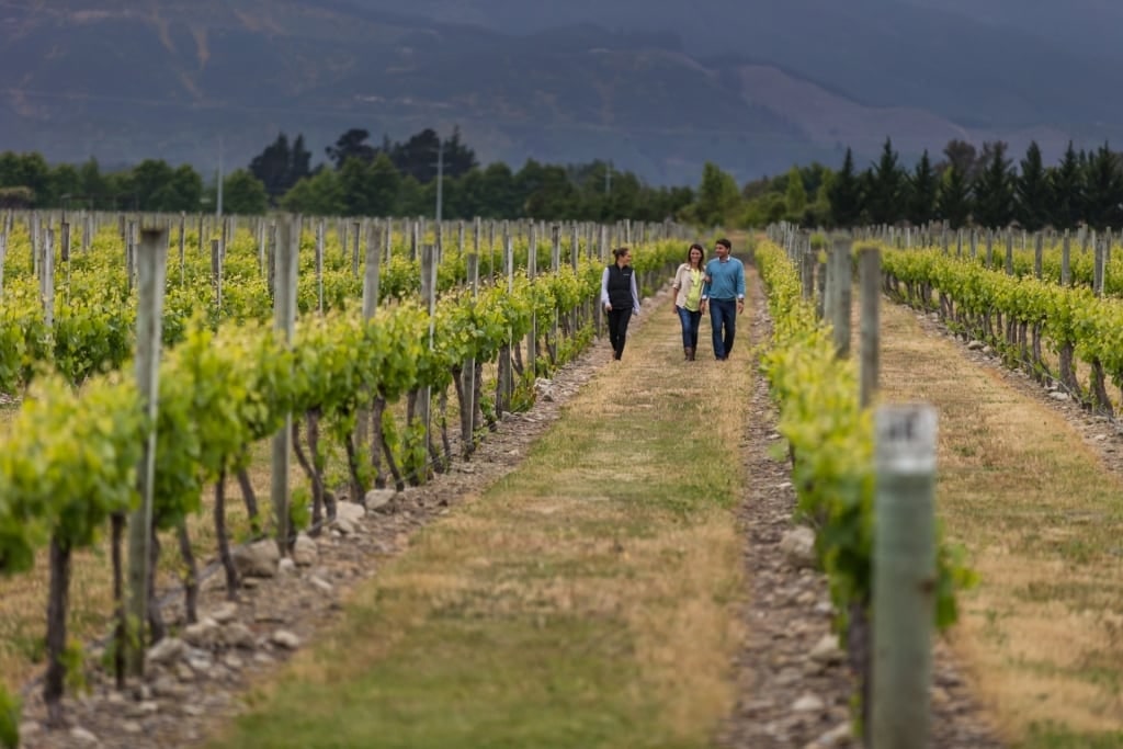 Couple exploring New Zealand wine regions