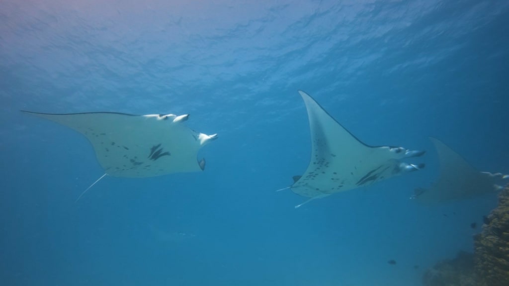 Giant manta rays spotted while diving