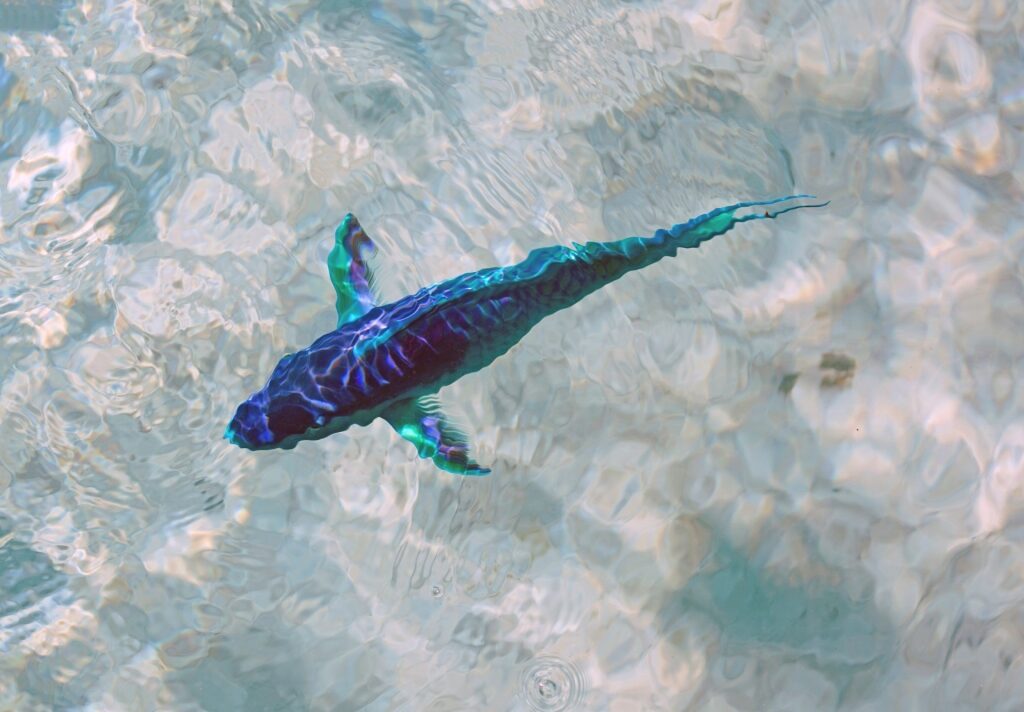Parrotfish spotted in Bora Bora