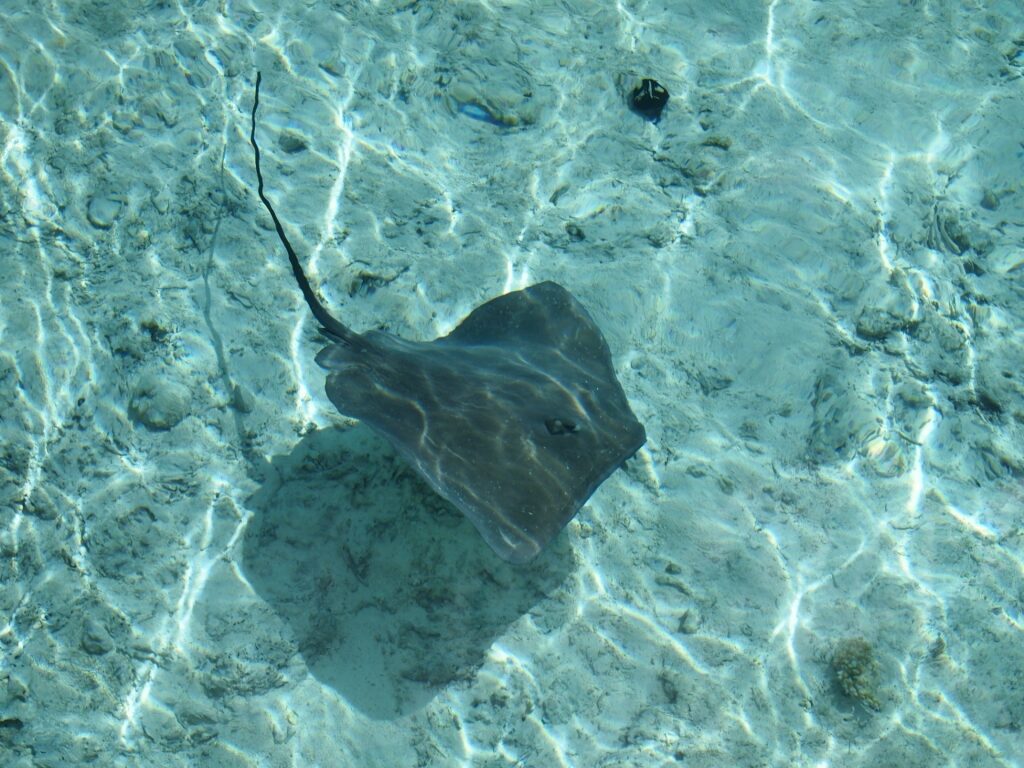 Stingray spotted in Bora Bora