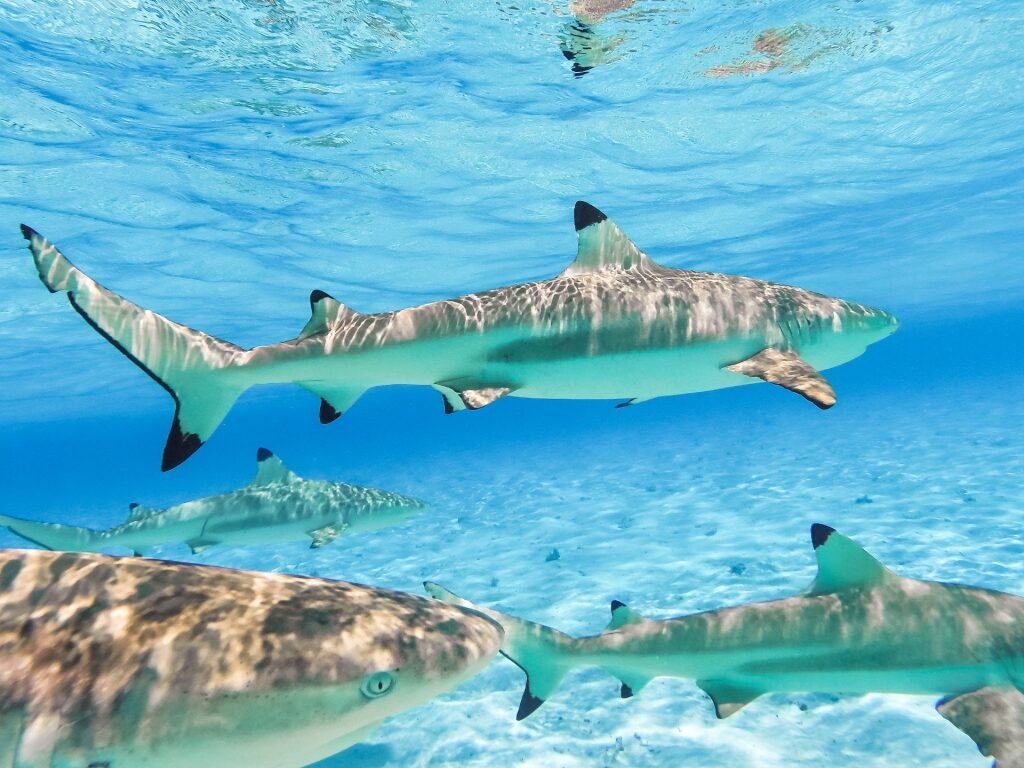Black-tipped reef sharks swimming in Bora Bora