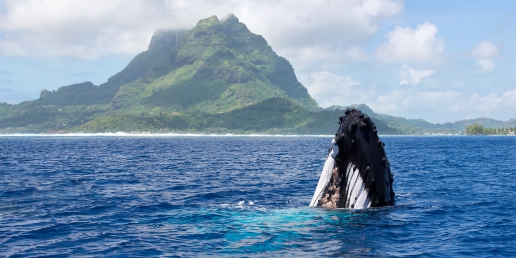 Humpback whale spotted in Bora Bora