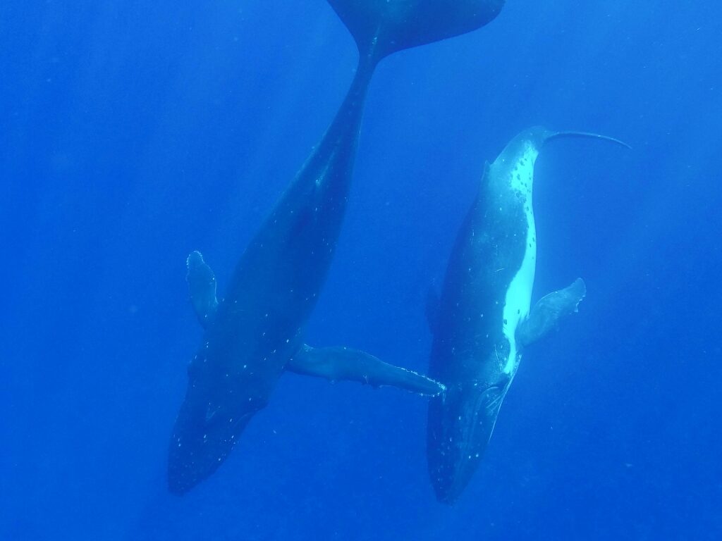 Humpback whale swimming in Bora Bora
