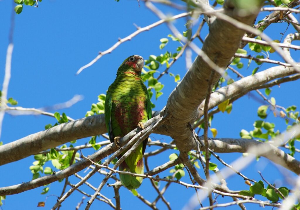 Cayman parrot on a tree branch