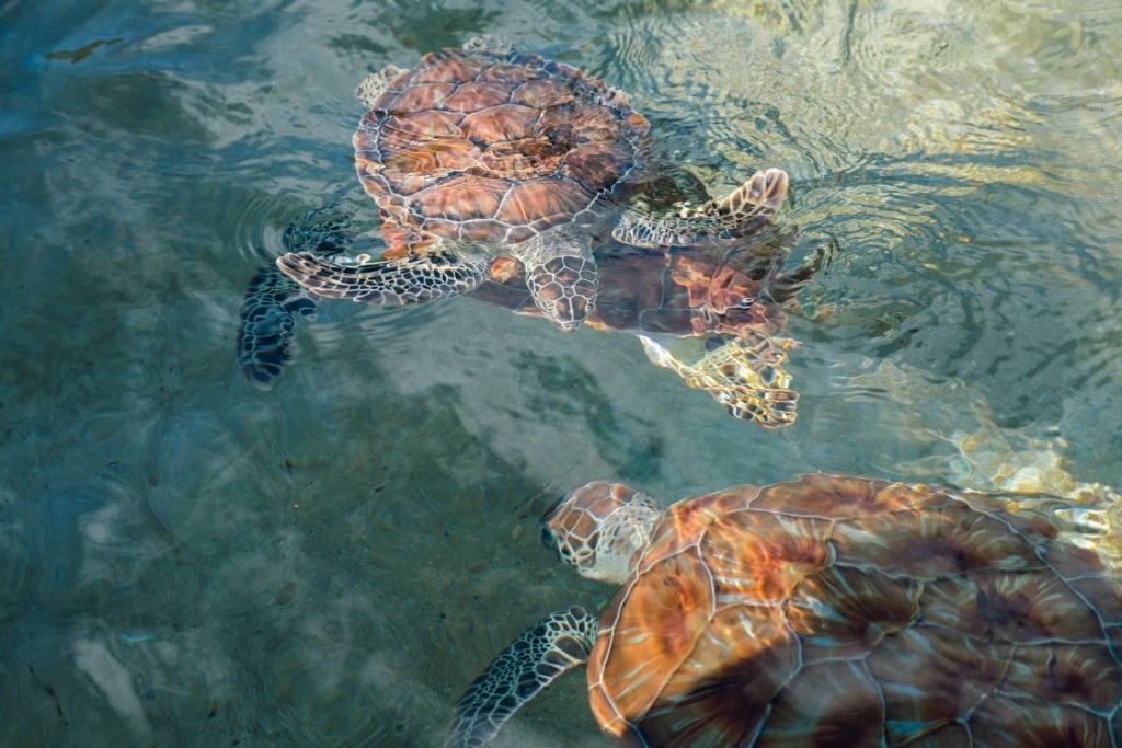 View of turtles swimming in Cayman Turtle Centre