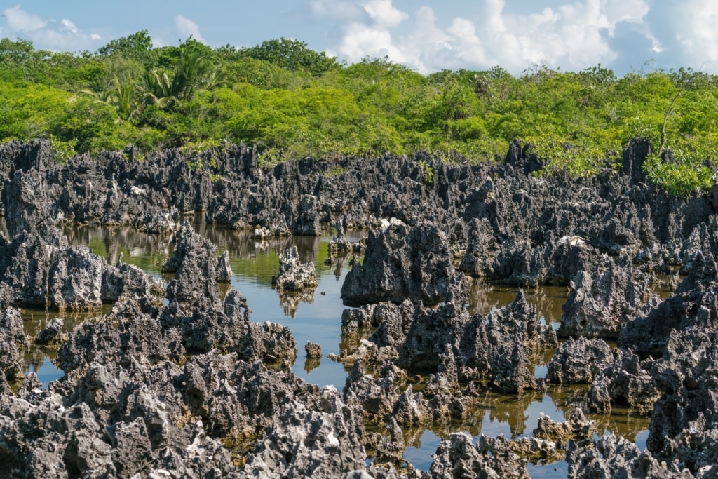 Black spiky limestone formations in Grand Cayman