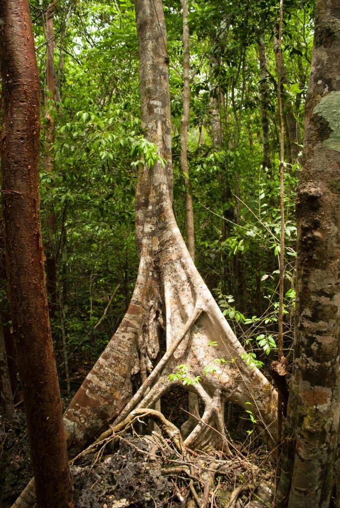 Massive tree spotted while hiking the Mastic Trail