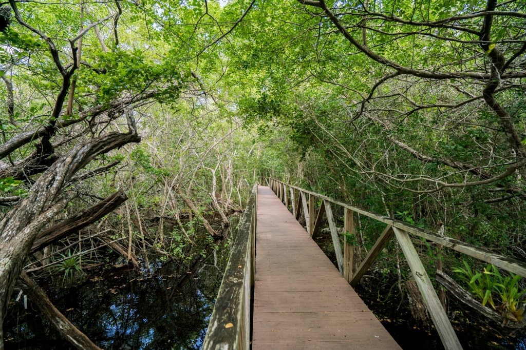 Boardwalk in the lush Queen Elizabeth II Botanic Park