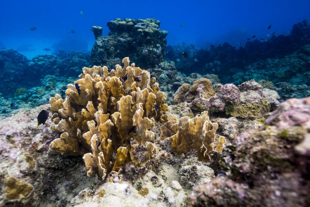 Beautiful reefs in Grand Cayman