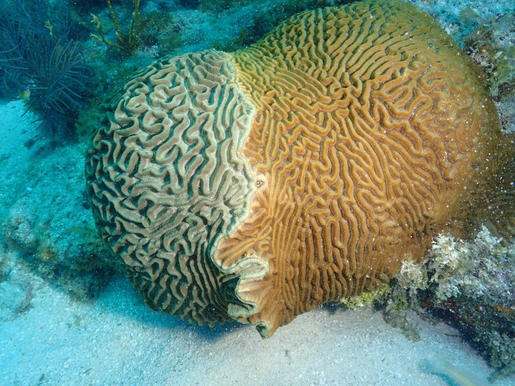 Brain coral spotted in Key West