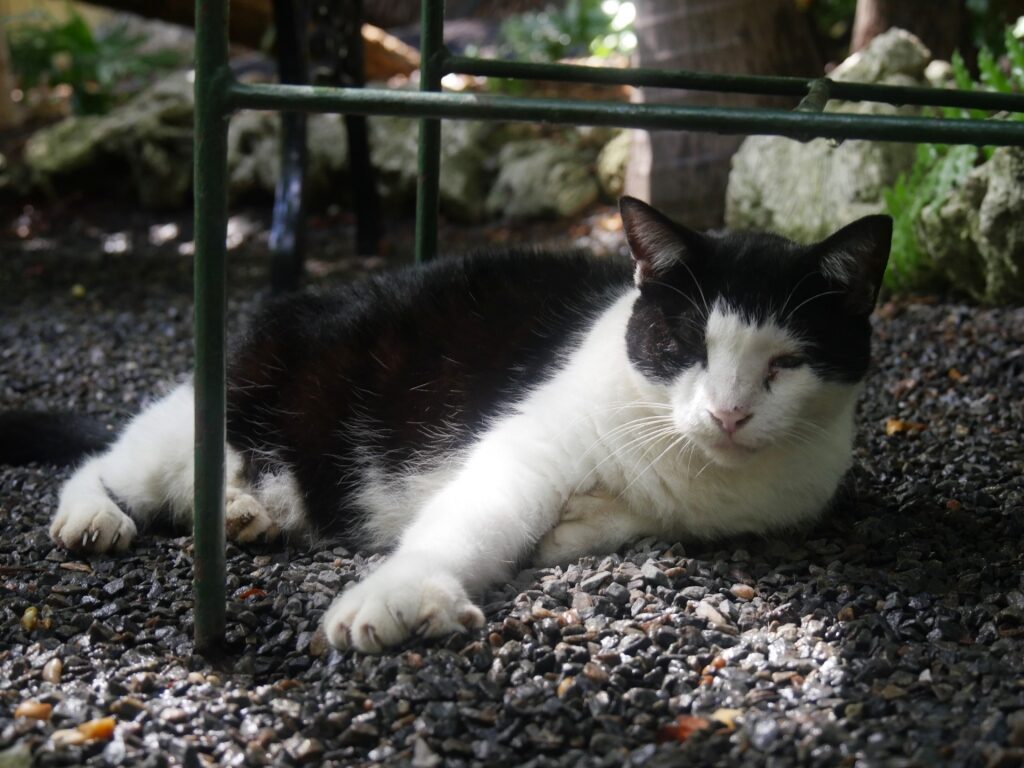 Six-toed cat in Hemingway House