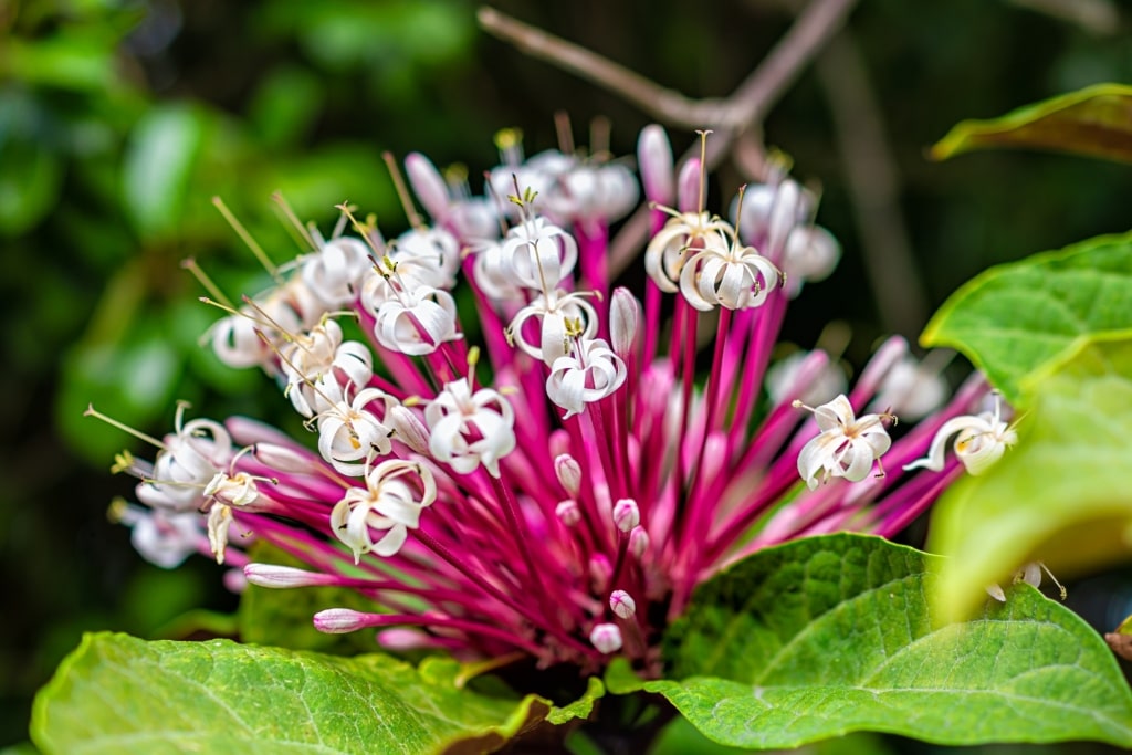 Plants at the Key West Tropical Forest & Botanical Garden